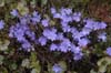 hepatica nobilis-1